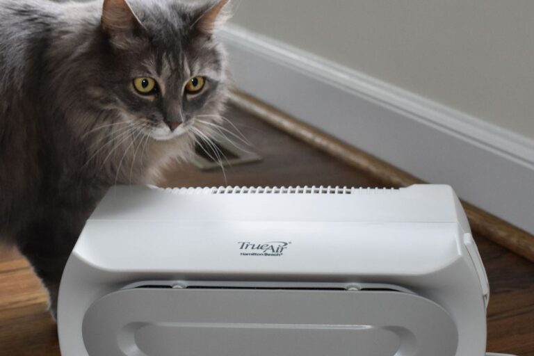 Do Air Purifiers Help With Cat Hair? Managing Pet Allergens