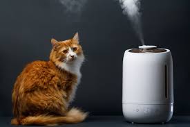 Best Air Purifiers for Cat Litter Dust