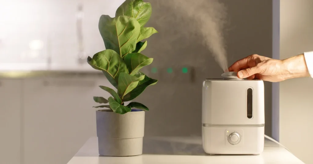 How Long Should a Humidifier Be On_ Tips for Home Comfort and Plant Care