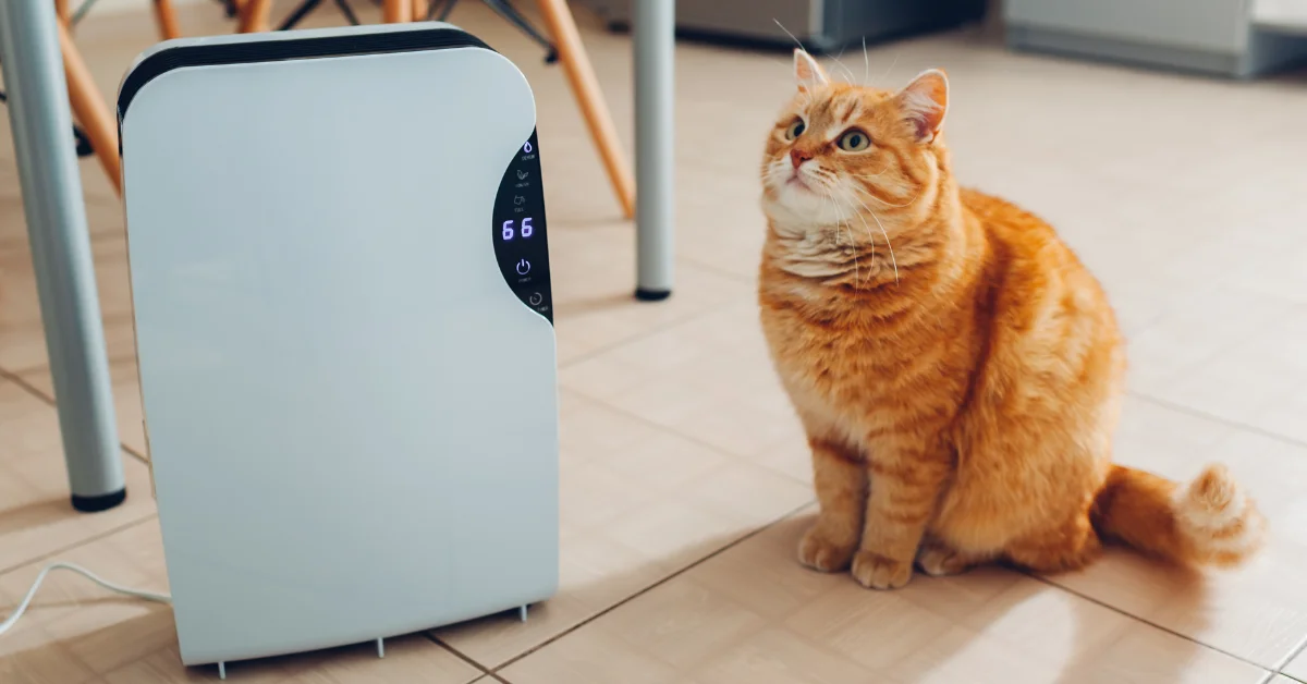 How Much Does It Cost to Use a Dehumidifier