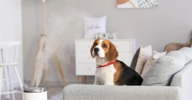 Is a Humidifier Safe for Dogs