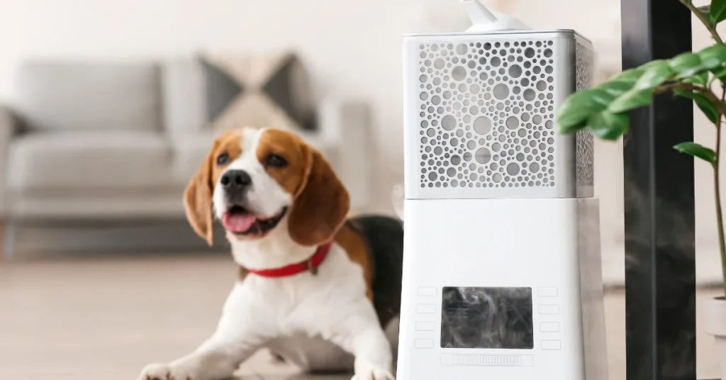 Potential Dangers of Humidifiers for Dogs